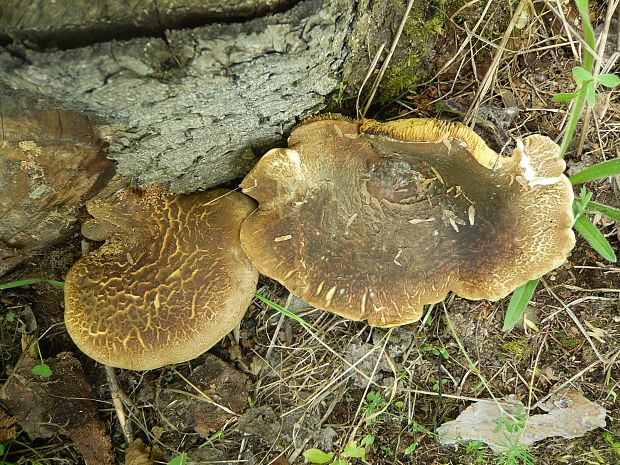 čechračka tmavohlúbiková Tapinella atrotomentosa (Batsch) Šutara