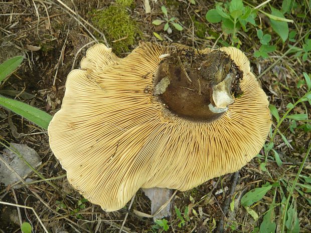 čechračka tmavohlúbiková Tapinella atrotomentosa (Batsch) Šutara