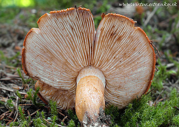 čírovka oranžová Tricholoma aurantium (Schaeff.) Ricken