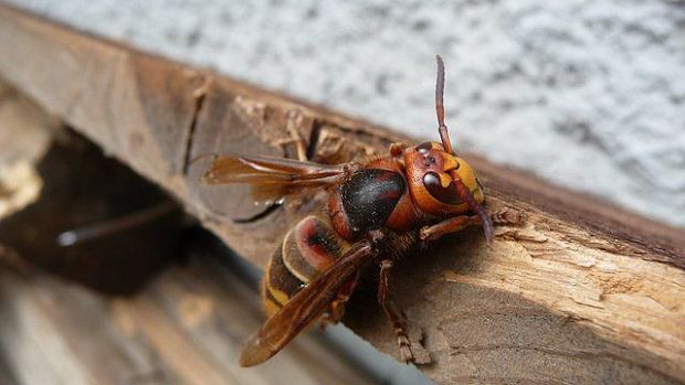 sršeň obecný Vespa crabro