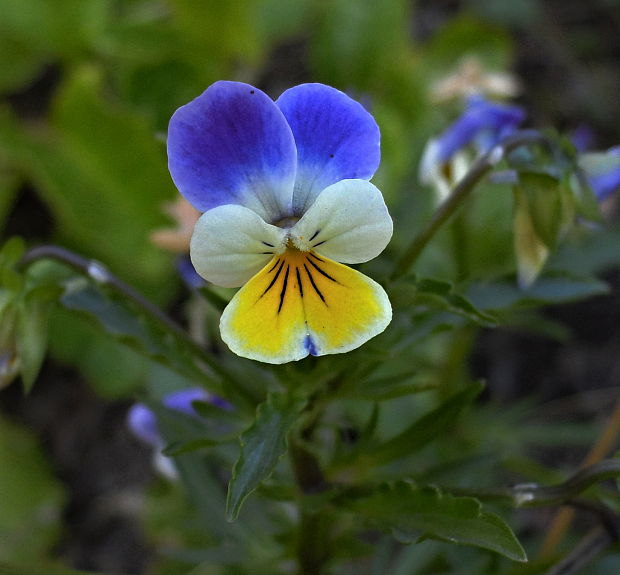 fialka trojfarebná Viola tricolor L. emend. F. W. Schmidt