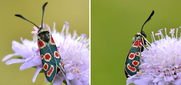 vretienka vičencová Zygaena carniolica