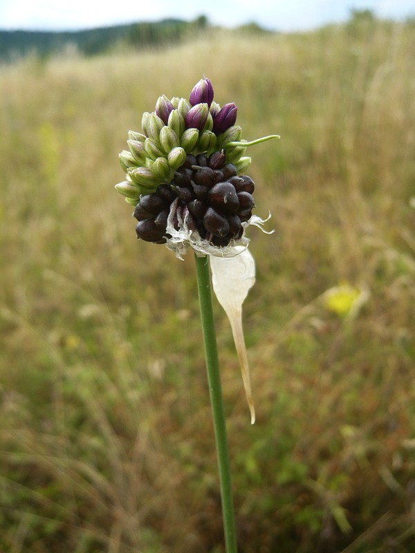 cesnak poľný Allium vineale L.
