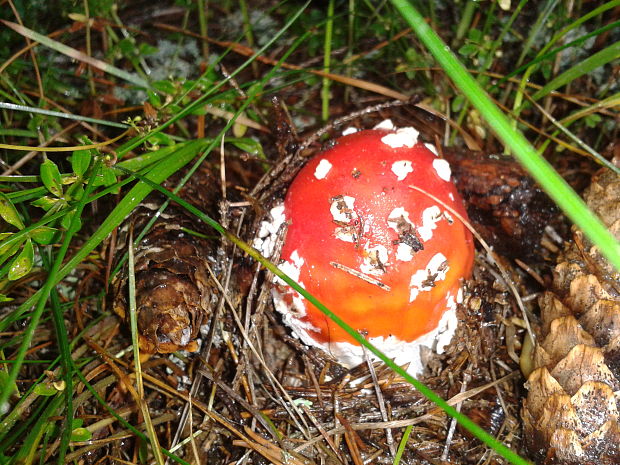 muchotrávka červená Amanita muscaria (L.) Lam.