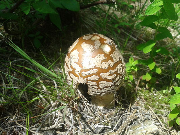 muchotrávka tigrovaná Amanita pantherina (DC.) Krombh.