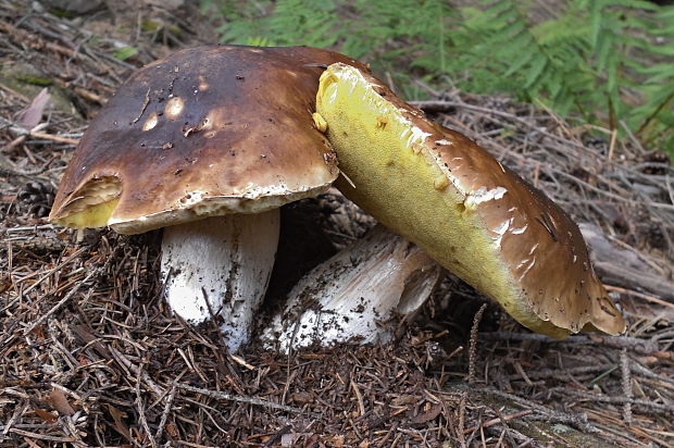 hríb smrekový Boletus edulis Bull.