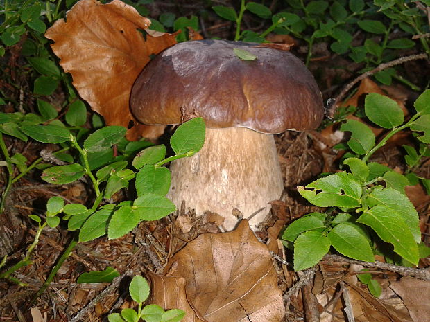 hríb smrekový Boletus edulis Bull.