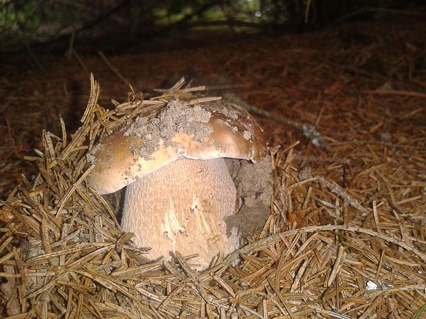 hríb smrekový Boletus edulis Bull.