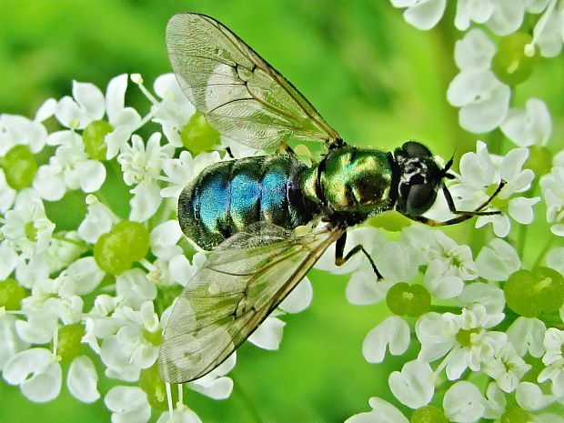 bráněnka/bránivka Chloromyia formosa, F