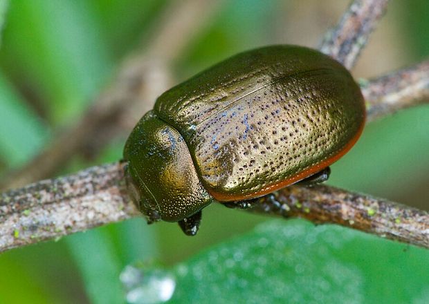 . Chrysolina marginata