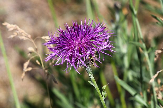 nevädzník hlaváčovitý Colymbada scabiosa (L.) Holub