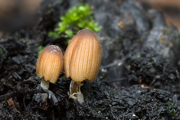 hnojník Coprinellus sp.