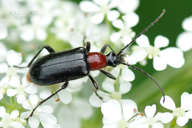 fuzáč Dinoptera collaris