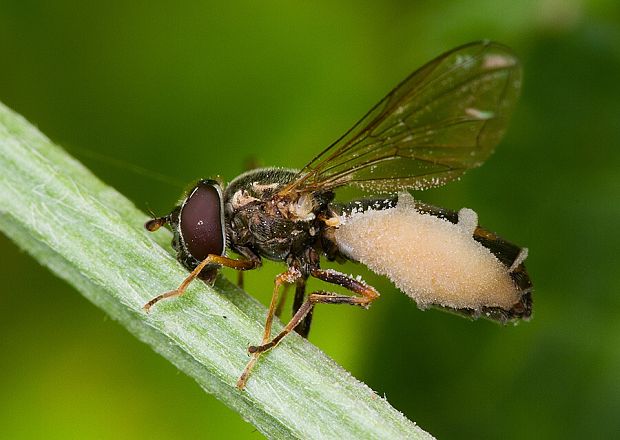 hmyzomorka mušia Entomophthora muscae (Cohn) Fresen.