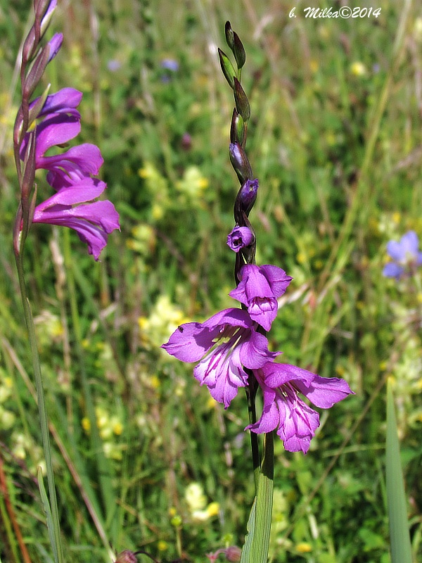 mečík škridlicovitý Gladiolus imbricatus L.