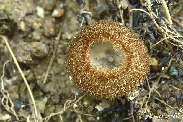 humária polguľovitá Humaria hemisphaerica (F.H. Wigg.) Fuckel