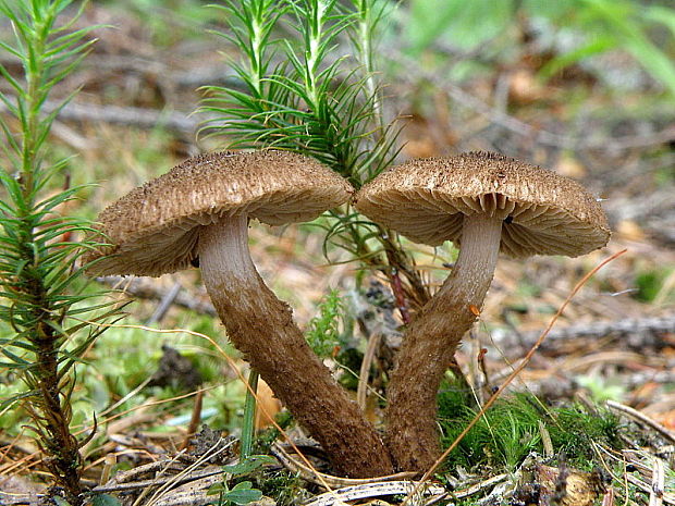 vláknica Inocybe sp.