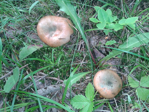 rýdzik smrekový Lactarius deterrimus Gröger