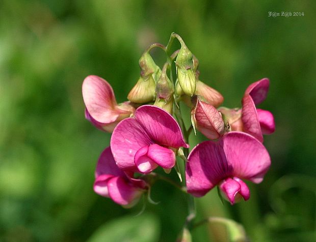 hrachor širokolistý Lathyrus latifolius L.