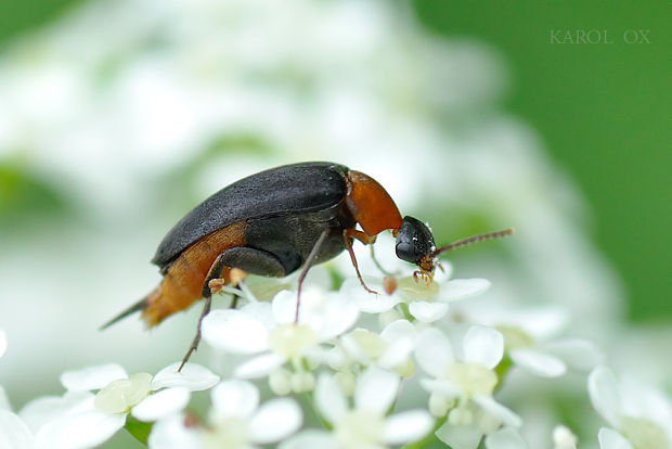 hrotár Mordellochroa abdominalis