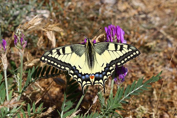 vidlochvost feniklový Papilio machaon