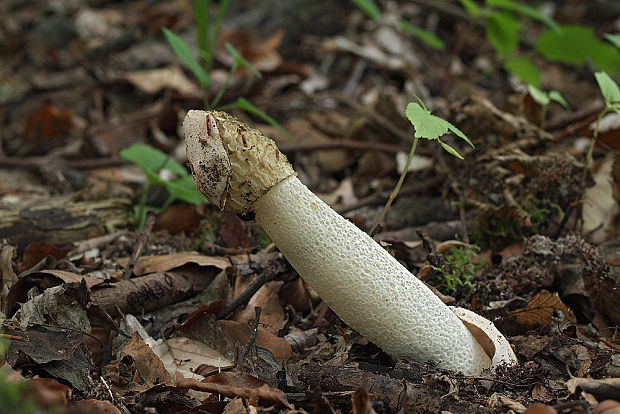 hadovka smradľavá Phallus impudicus L.