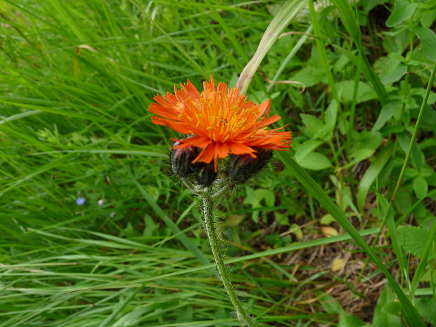 chlpánik oranžový Pilosella aurantiaca (L.) F. W. Schultz et Sch. Bip.