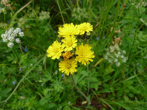 chlpánik obyčajný Pilosella officinarum F. W. Schultz et Sch. Bip.