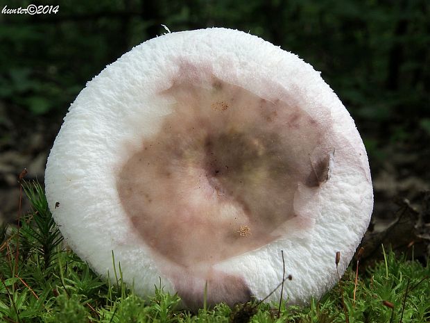 plávka modrastá Russula cyanoxantha (Schaeff.) Fr.