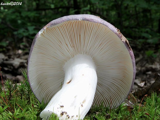 plávka modrastá Russula cyanoxantha (Schaeff.) Fr.