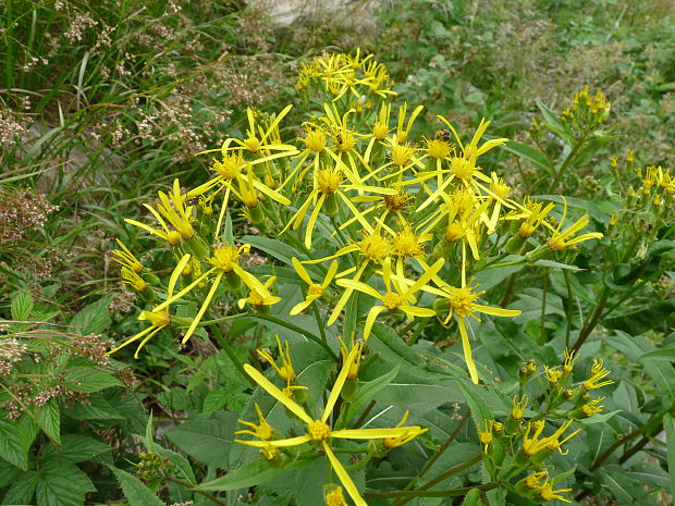 starček hercýnsky Senecio hercynicus Herborg