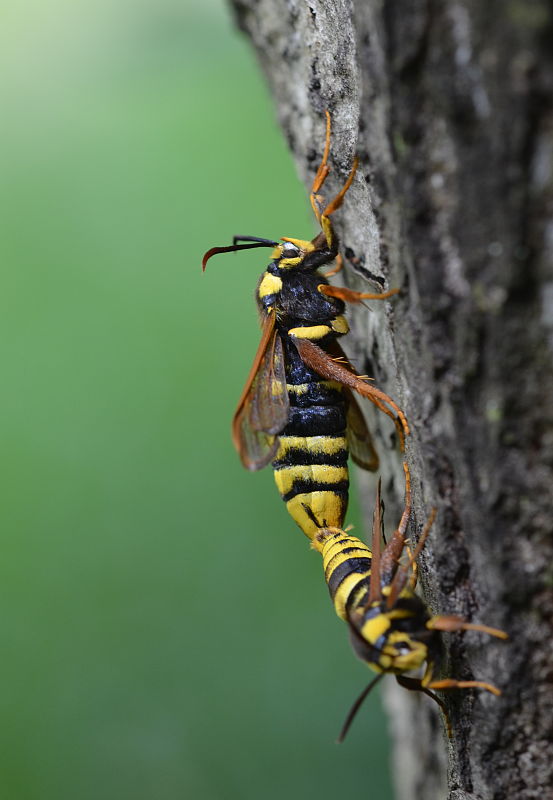 podobník sršňovitý Sesia apiformis