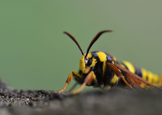 podobník sršňovitý Sesia apiformis