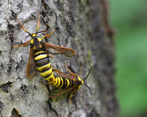 podobník sršňovitý Sesia apiformis