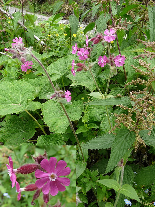 silenka červená Silene dioica (L.) Clairv.