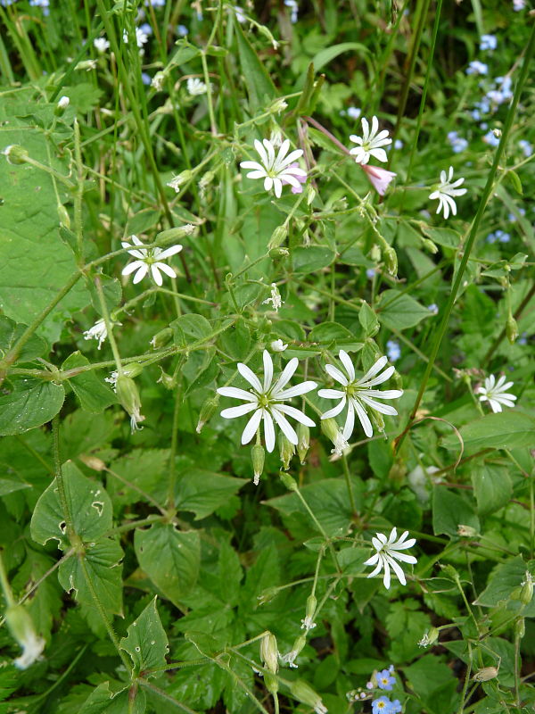 hviezdica hájna Stellaria nemorum L.