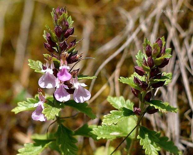 hrdobarka obyčajná Teucrium chamaedrys L.