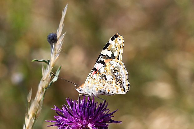 babôčka bodliaková Vanessa cardui