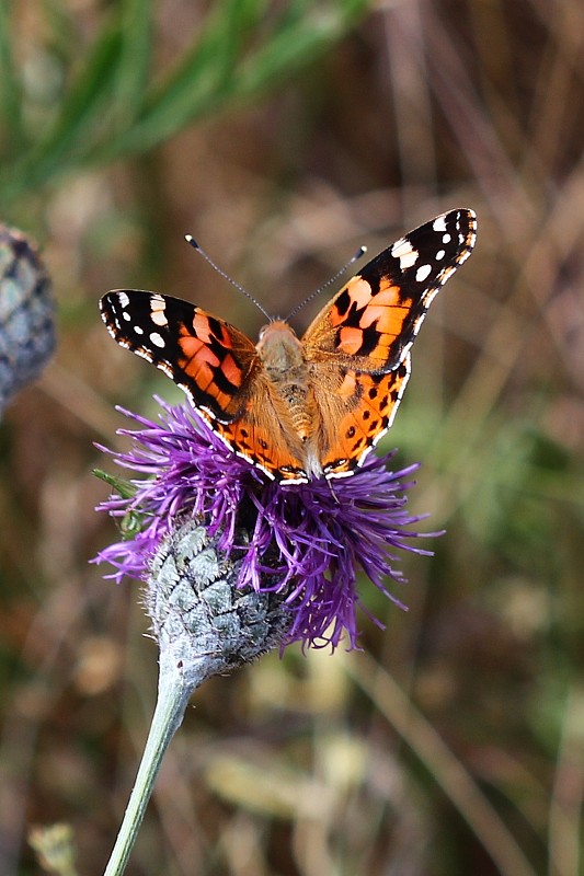 babôčka bodliaková  Vanessa cardui