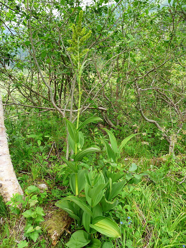 kýchavica biela Veratrum album subsp. lobelianum (Bernh.) Arcang.