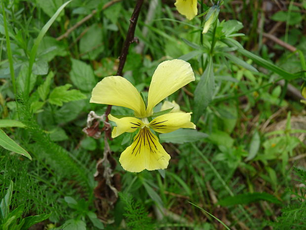 fialka žltá sudetská Viola lutea subsp. sudetica (Willd.) Nyman