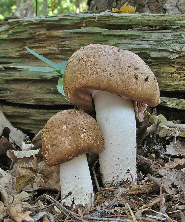 pečiarka obrovská Agaricus augustus Fr.