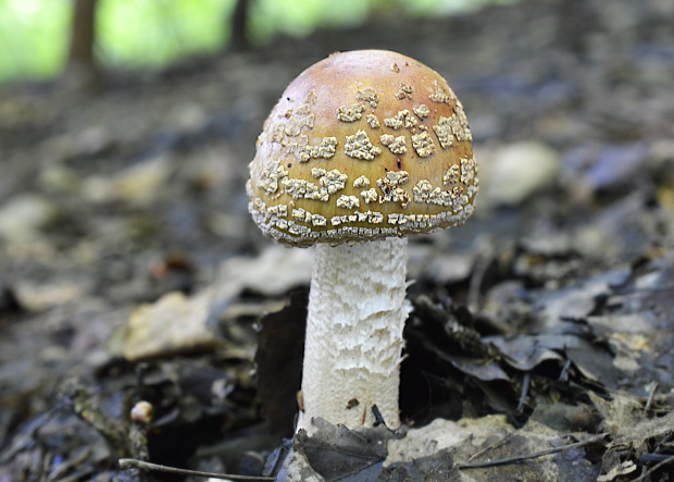 muchotrávka červenkastá Amanita rubescens Pers.