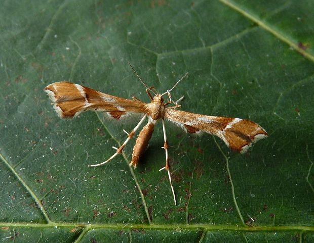 pierkavec šípkový Cnaemidophorus rhododactyla