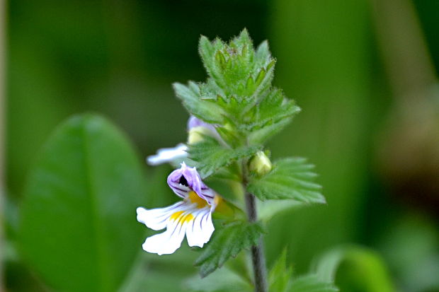 očianka rostkovova Euphrasia rostkoviana Hayne