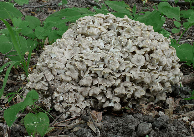 trúdnik klobúčkatý Polyporus umbellatus (Pers.) Fr.