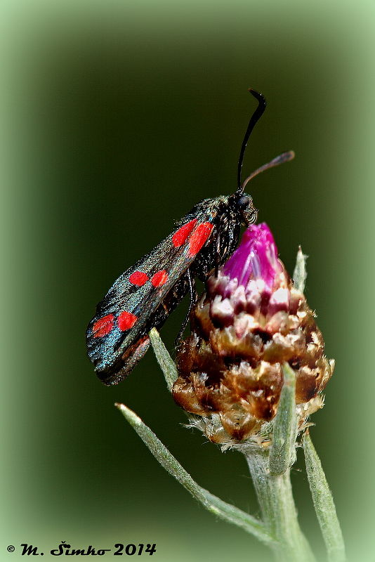 vretienka obyčajná   Zygaena filipendulae