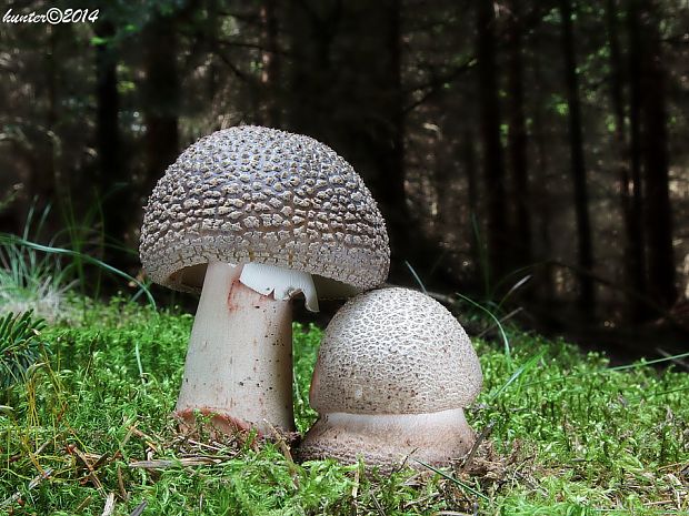 muchotrávka červenkastá Amanita rubescens Pers.