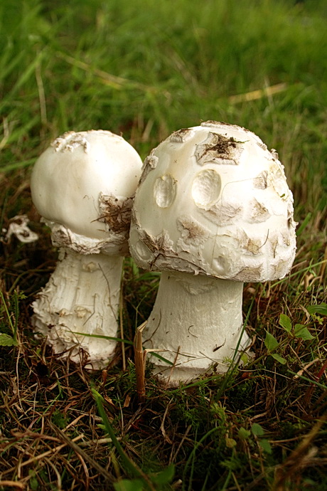 muchotrávka šiškovitá Amanita strobiliformis Gonn. & Rabenh.