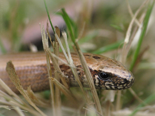 slepúch lámavý Anguis fragilis Linnaeus, 1758